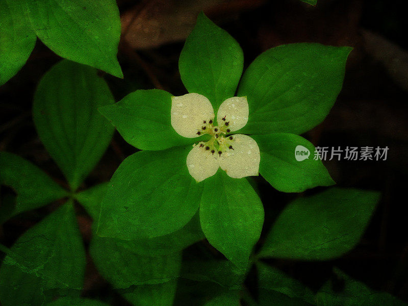 Four Petal White Flower Bunchberry Forest Ground Cover